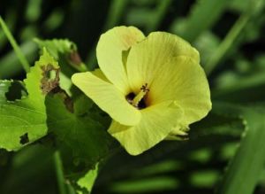 長毛黃葵 長毛黃葵