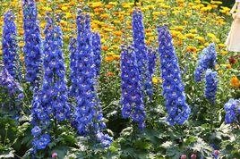 翠雀花[翠雀花]