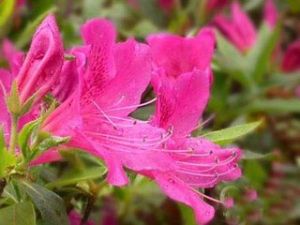 井崗山杜鵑 井崗山杜鵑