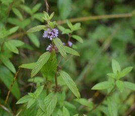 東北薄荷 東北薄荷