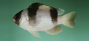 白腹寬刻齒雀鯛 白腹寬刻齒雀鯛