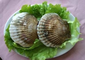 古雷扇貝 古雷扇貝