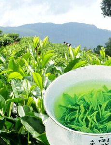 英山雲霧茶 英山雲霧茶