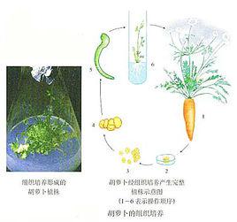 組織培養 組織培養