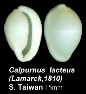 牙白海兔螺 牙白海兔螺