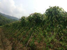 薯蕷[百合目薯蕷科植物]