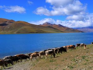 羊卓雍錯湖