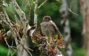 馬達加斯加雀鷹 馬達加斯加雀鷹