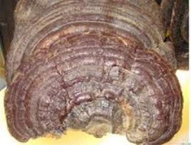 無柄靈芝 無柄靈芝