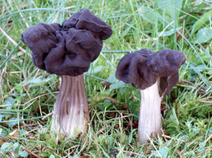 棱柄馬鞍菌 棱柄馬鞍菌