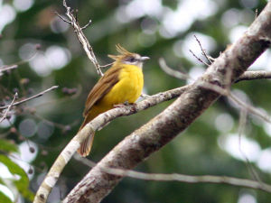 黃腹冠鵯 黃腹冠鵯