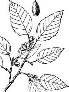 光葉水青岡 光葉水青岡