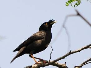 白喉夜鷹 白喉夜鷹