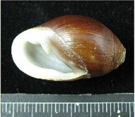 中華大耳螺 中華大耳螺