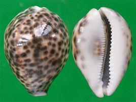 黑星寶螺 黑星寶螺