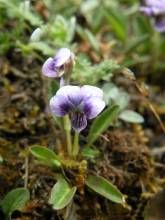 西藏堇菜 西藏堇菜