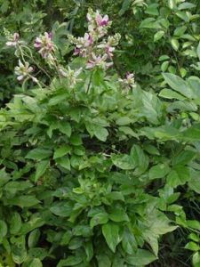 小葉三點金草 小葉三點金草