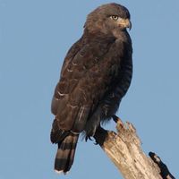 斑短趾雕 斑短趾雕