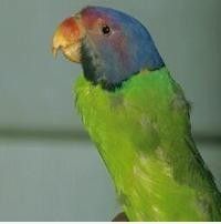 中介鸚鵡 中介鸚鵡