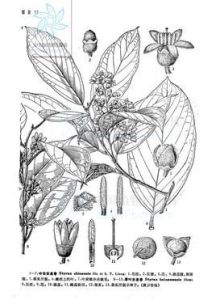 中華安息香 中華安息香