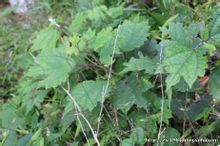 八角麻葉 八角麻葉