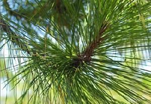 松針黃酮 松針黃酮