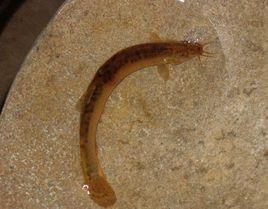 泥鰍魚茸粥 泥鰍魚茸粥