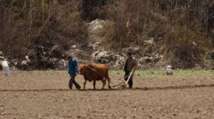杜橋[河北省衡水市景縣杜橋鎮]