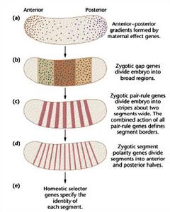 《細胞的分化》