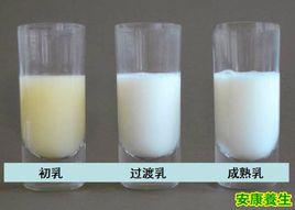 初乳細胞 初乳細胞