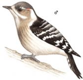 （圖）灰頭啄木鳥