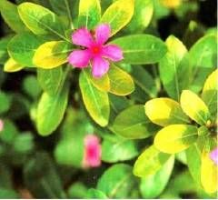 長春花屬 長春花屬