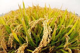 武運粳27號 武運粳27號