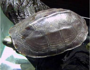 臘戌擬水龜 臘戌擬水龜