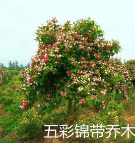 五彩錦帶 五彩錦帶