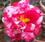 新查理斯頓小姐