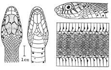 （圖）腹斑腹鏈蛇