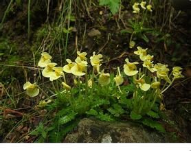 陰鬱馬先蒿 陰鬱馬先蒿