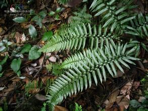 劍葉叉蕨 劍葉叉蕨