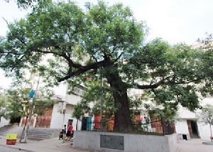 千年古槐樹 千年古槐樹