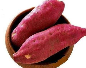 蘇薯9號 蘇薯9號