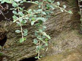 釘地蜈蚣 釘地蜈蚣