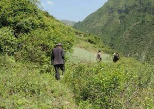 柑子樹村 柑子樹村