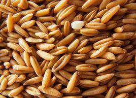 燕麥提取物 燕麥提取物