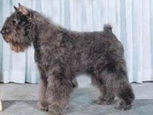 佛蘭德斯牧牛犬 佛蘭德斯牧牛犬