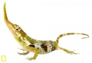 橫穿馬路的匹諾曹蜥蜴