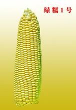 綠糯1號 綠糯1號