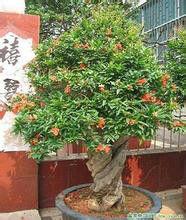 盆景奇觀 盆景奇觀