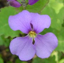 花冠[植物學概念]