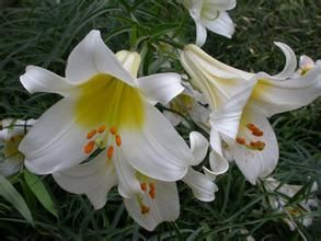 岷江百合 岷江百合